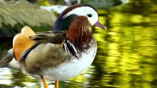 Mandarin Duck Drake Aix galericulata ♂  Mandarinente Erpel  2 [upl. by Minne]