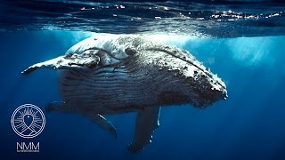 Whale meditation music relax mind amp body whale meditation meditative sounds amp music 31301W [upl. by Ahsatam]