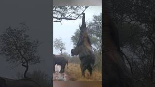 Amazing Elephant Trunk 😲🐘🌿 [upl. by German]