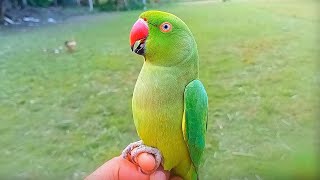 Indian Ringneck Female Parrot Angry Voice [upl. by Natalia232]