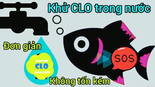 Khử CLO trong nước bể cá  Đơn giản không tốn kém  Lưu ý khi thêm nước vào bể cá [upl. by Mickie]