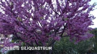 Cercis siliquastrum Garden Center online Costa Brava  Girona [upl. by Abih]