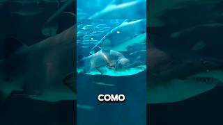 Tiburones inmunes a enfermedades shorts documental naturaleza [upl. by Cis148]