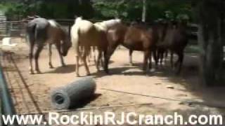 Foundation Quarter Horse Yearlings during Snack Time [upl. by Aleafar]