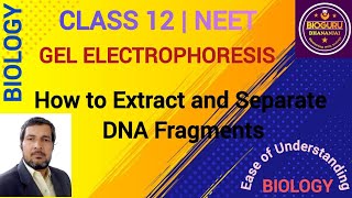 Gel Electrophoresis Process of Separation And Isolation Of DNA Fragments [upl. by Zurn]