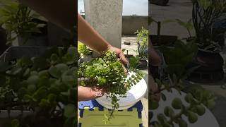 Jade Plant Propagation 🌱 Part2 youtubeshorts garden shorts agriculture plants flowers [upl. by Scherle]