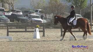 298D Nanna Ericson on Taylamor Tango Open Beginner Novice Dressage Woodside October 2024 [upl. by Thaddus]