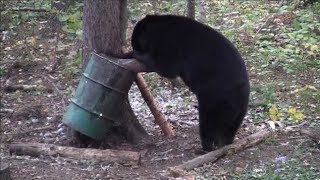 25 BEARS HUNTING COMPILATION [upl. by Kentigera]