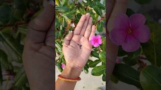 Collecting Vinca seeds  Sadabahar plant 🪴 youtubeshort plant propagationtips gardentips garden [upl. by Nerrot]