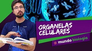 🔬 Citologia 27 Organelas Celulares  Biologia  ENEM [upl. by Airamahs512]