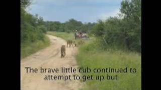 Battle at Sabi Sands Game Reserve [upl. by Mayer]