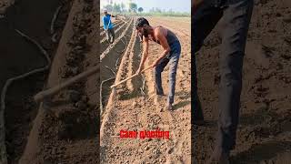 Cane planting farming sugarcane sugarplant shortvideo [upl. by Blen]