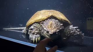 Mexican Snapping Turtle Cậu Cả Của Họ Snapping Chelydra rossignonii [upl. by Hinch]