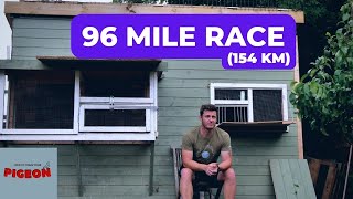 Back To Pigeon Racing  96 Miles  Ep 49 [upl. by Tlevesor]