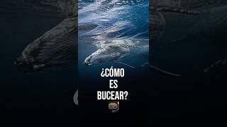 ¿Cómo es Bucear 🤿 Buceo scuba Amistad Shorts orca tiburon ballena [upl. by Ano353]