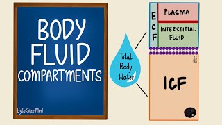 Body Fluid Compartments  ICF  ECF  General Physiology [upl. by Queena965]