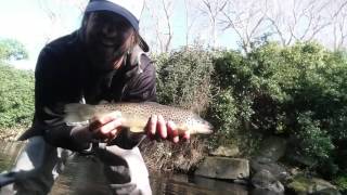 Trout in the Dodder Dublin [upl. by Vitkun173]