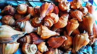 Awesome Coxs Bazar Oyster Sea Beach Market  Beautiful Sea Beach Shipping  Bangladesh [upl. by Yrehc]