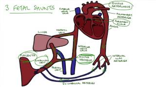 Understanding Fetal Circulation [upl. by Nnylyam]