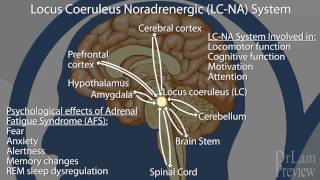 Preview of The Neuroendocrine Basis of Adrenal Fatigue Syndrome [upl. by Assirram]