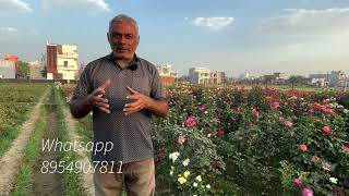 परिपक्व गुलाब के पौधों के लाभ  Benefits of Mature Rose Plants  रोहित टंडन के साथ प्रश्नोत्तरी [upl. by Obadias]