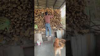 Dog helps build firewood pile [upl. by Adnohs]