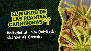 EL MUNDO DE LAS PLANTAS CARNÍVORAS 🌱  Visitamos al único Cultivador del Sur de Córdoba [upl. by Salvadore253]