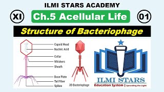 structure of bacteriophage  lecture 5 chapter 5 biology 1st year life cycle of bacteriophage [upl. by Dasya]