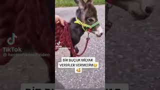 küçükken benzetildiğimiz eşek sıpası😀😀 sıpası fıstık eşekyavrusu komikvideo [upl. by Niwrud54]