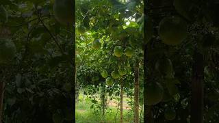 MUITO MARACUJÁ NA PARREIRA LATADA 🙏🌱🤠 plantas agricultura fruit nature agriculture [upl. by Lattonia]