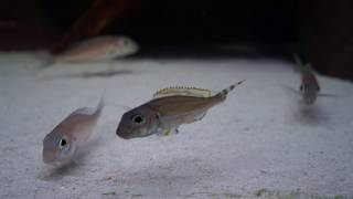 xenotilapia caudafasciata Chituta [upl. by Reece]