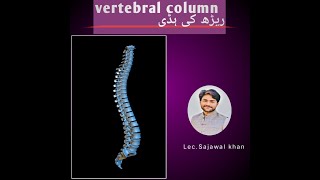 vertebral column [upl. by Nirrac]