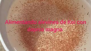 Alimentado alevines de Koi con miles dapnias magna [upl. by Brew]