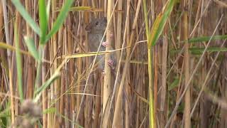 Wanderratte  Brown Rat  Rattus norvegicus [upl. by Dinsdale]