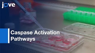 Caspase Activation Pathways Analysis by BiFC Assay  Protocol Preview [upl. by Coleville]