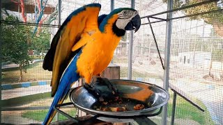 Macaw Parrot Talking [upl. by Anytsirk]