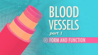 Blood Vessels Part 1  Form and Function Crash Course Anatomy amp Physiology 27 [upl. by Glaser]