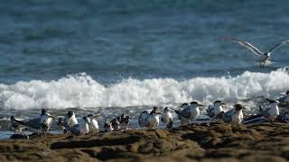 Greater Crested Terns Tattlers Plovers and ruddy turnstones on the shoreline [upl. by Einahteb294]