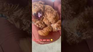 goldendoodle pets puppy [upl. by Allina]