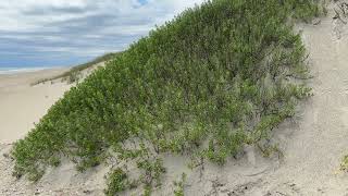 Hello from Ocracoke Island NC 61024 [upl. by Susejedairam]