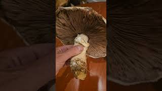 Edible agaricus ID [upl. by Lundell]