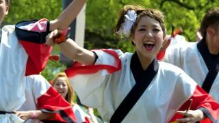 Hiroshimas Yosakoi よさこい Parade 2013 Flower Festival [upl. by Drus403]