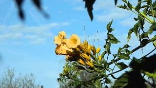 campsis radicans flava Trompetklimmer [upl. by Etyak]