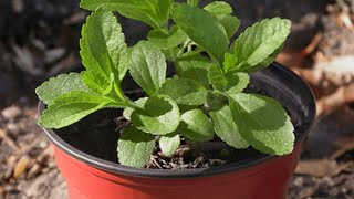 Guide on How to Grow Stevia Plants at Home [upl. by Hilly]