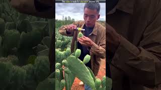 Cactus Fruit Harvesting  shortvideo [upl. by Swane]