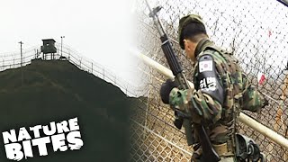 Patrolling Koreas Dangerous Demilitarized Zone  Nature Bites [upl. by Hadria]