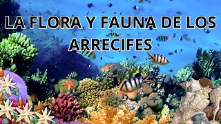 Descubre la flora y fauna submarina en los arrecifes de coral [upl. by Giltzow]