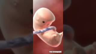 Fetal development baby developmentpregnancy shortviral shortsfeed youtubeshorts [upl. by Verina]