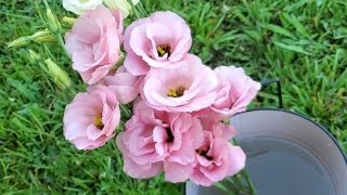 How Im Growing Lisianthus from Seed  Seed Starting Lisianthus  CutFlower Farm  Lissies [upl. by Mccallion739]