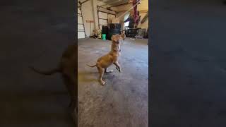 Female Mayday puppy playingapbt gamedogs mayday greatday haunch dogslife apbt [upl. by Erin]